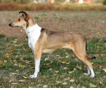 J CH CZ Mighty´s Spring Meadow  Olya Orla